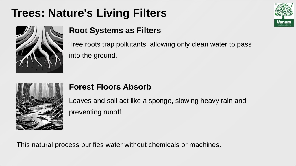 Pure Tree PPT - From Roots to Pure Water How Trees Help to Clean Water PowerPoint ...