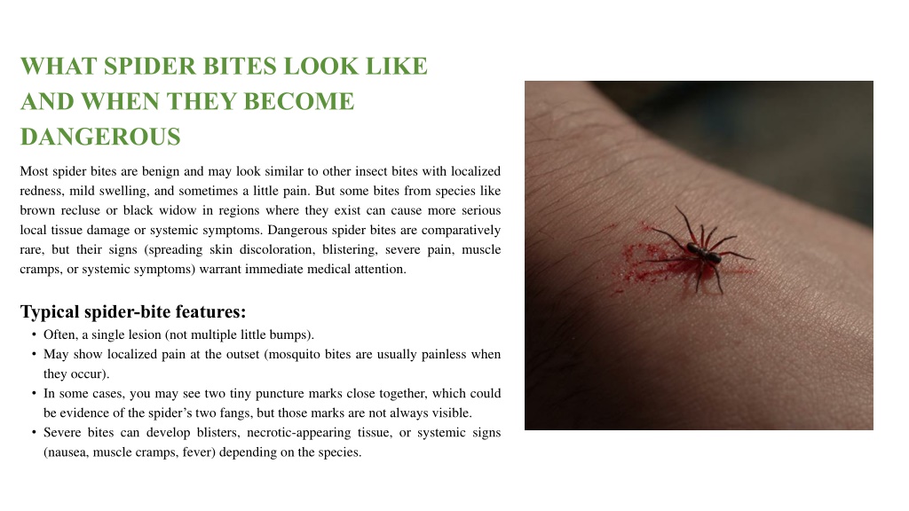 Spider Bite Raspberry Like PPT - Identifying Spider and Mosquito Bites for Proper Treatment ...