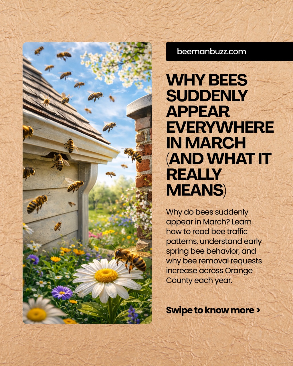 PPT - Why Bees Suddenly Appear Everywhere in March (And What It Really ...